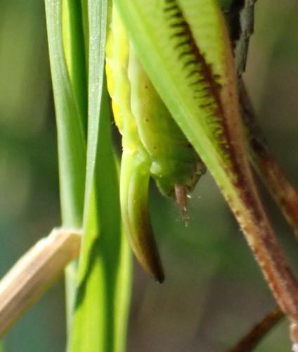 Réf. 326 544 : Platycleis albopunctata
